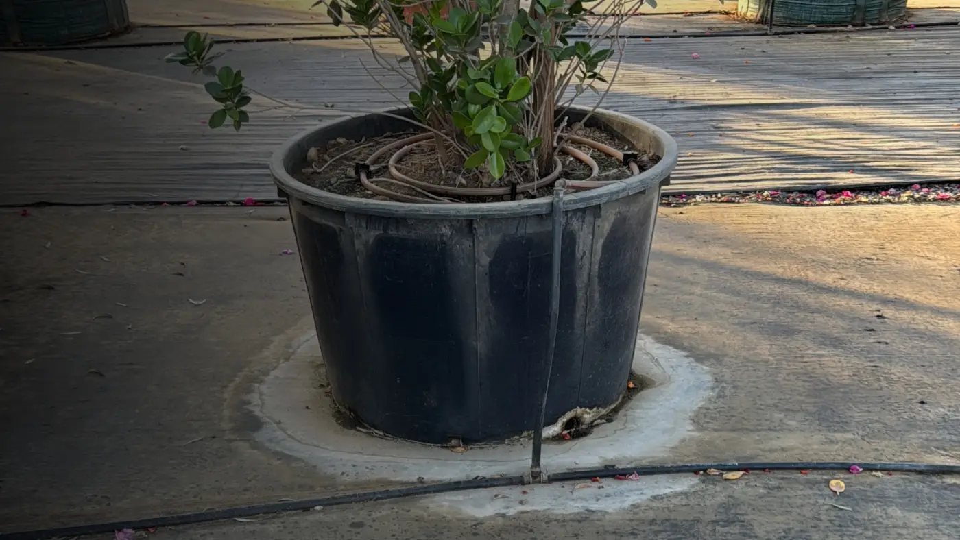 An Emdad pot with a planted tree and drip irrigation at a nursery